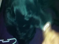 dog eating my cum
